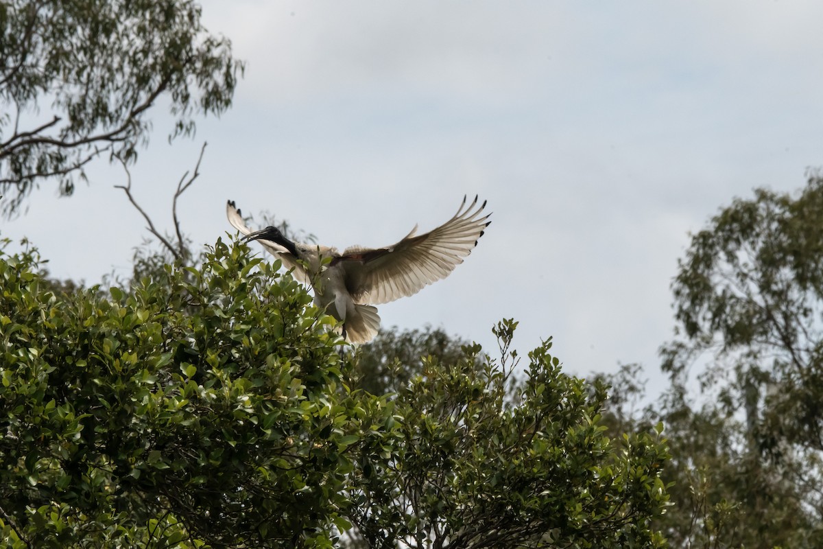 Australian Ibis - ML642805205