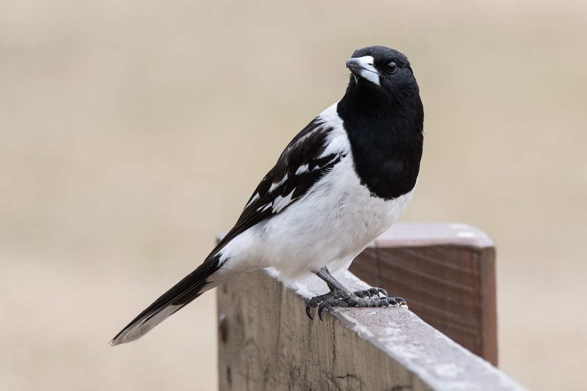 Pied Butcherbird - ML642805210
