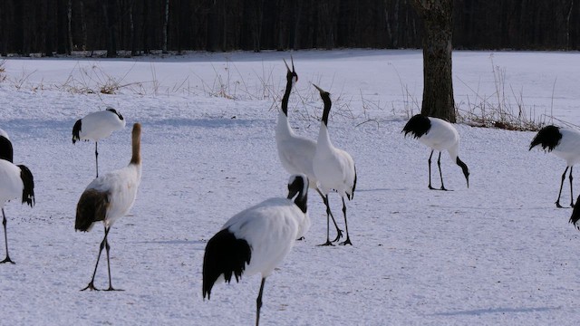 Red-crowned Crane - ML642805213