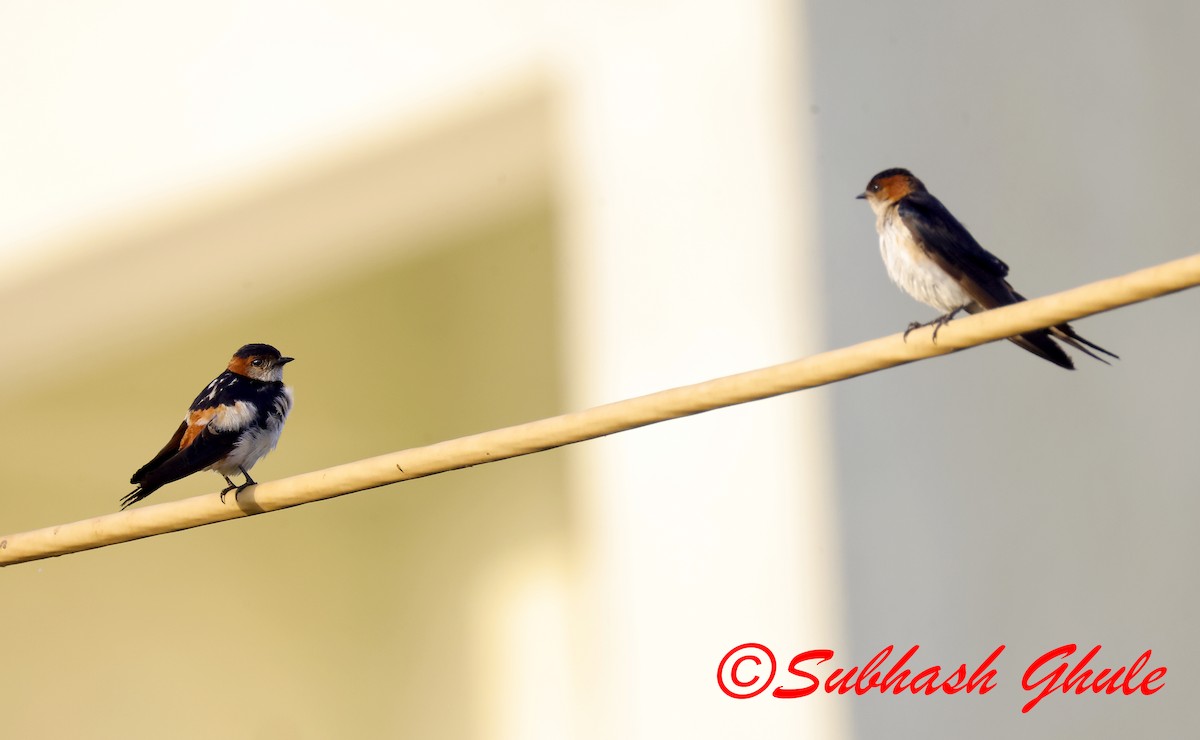Wire-tailed Swallow - ML642805223