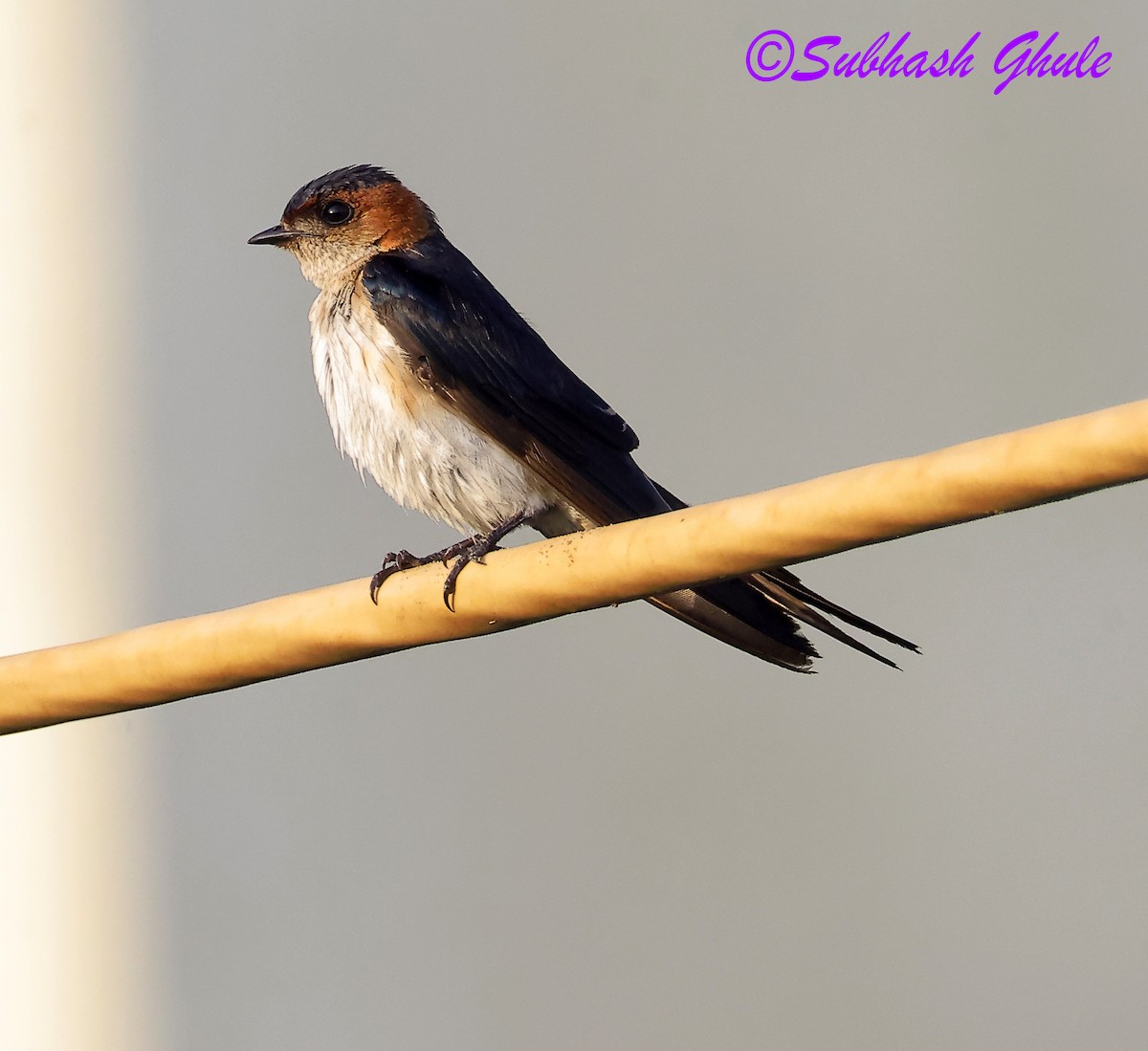 Wire-tailed Swallow - ML642805224