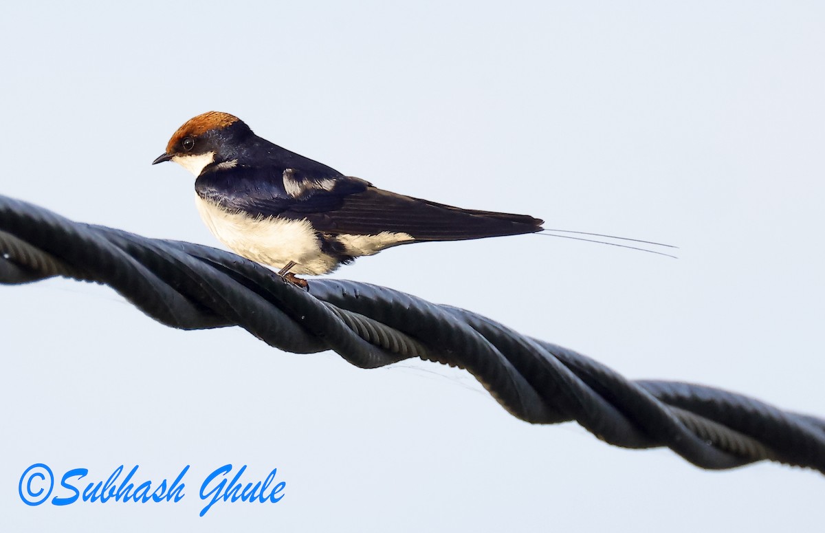 Wire-tailed Swallow - ML642805225