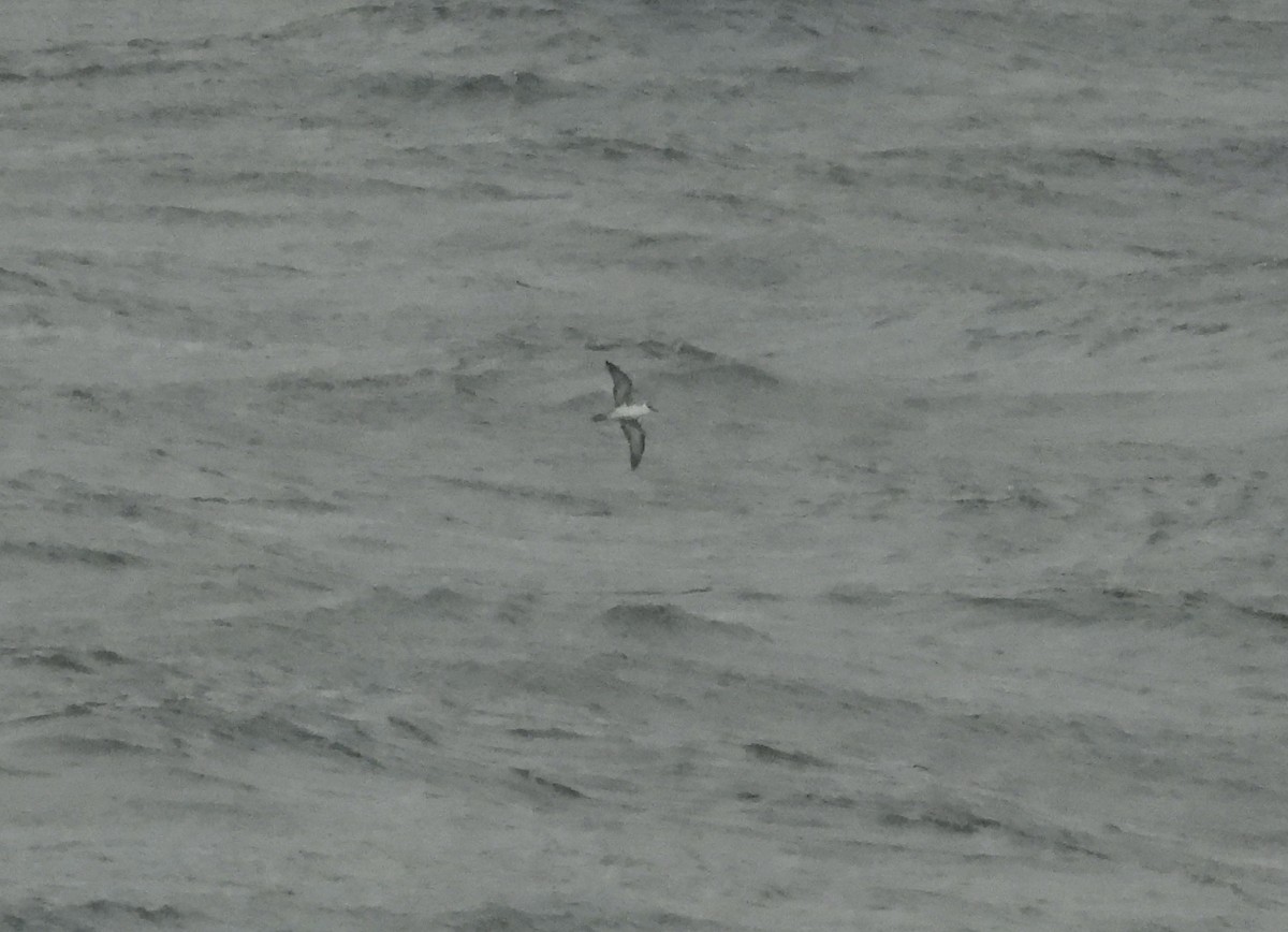 Great Shearwater - ML642805260