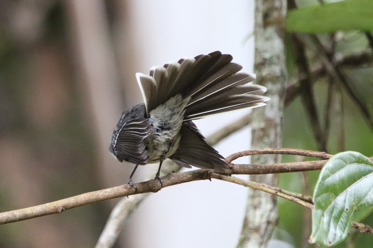 Gray Fantail - ML642805261