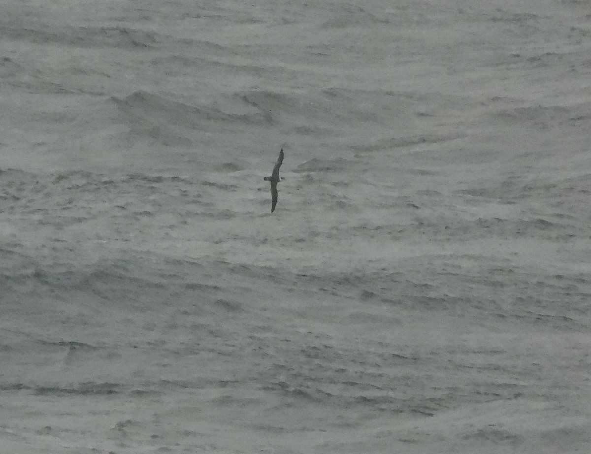Great Shearwater - ML642805265