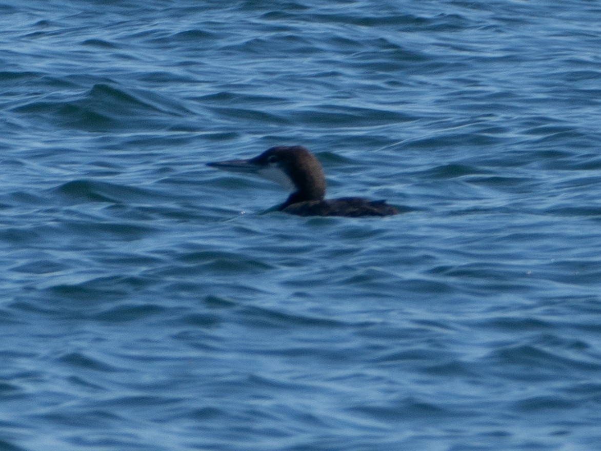 Common Loon - ML642805266