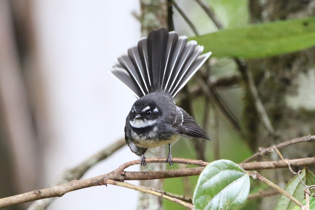 Gray Fantail - ML642805312
