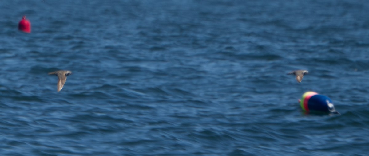 Тулес - ML642805314