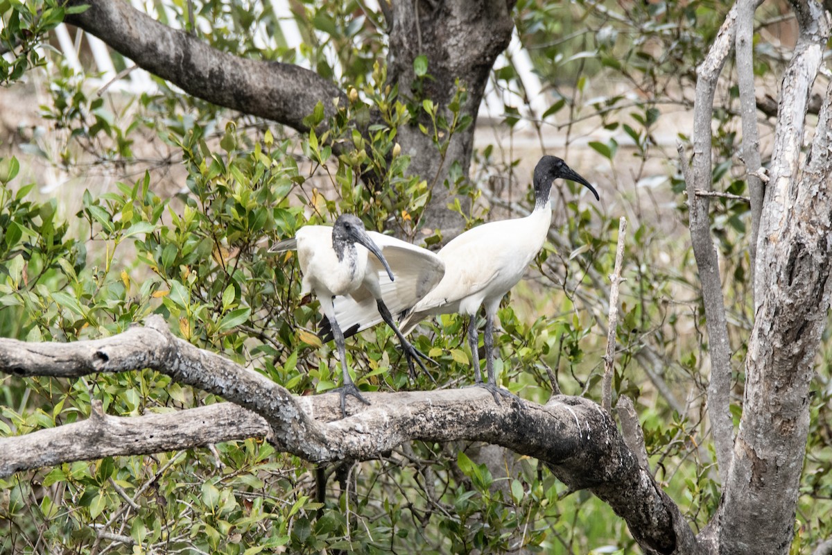 Australian Ibis - ML642805324