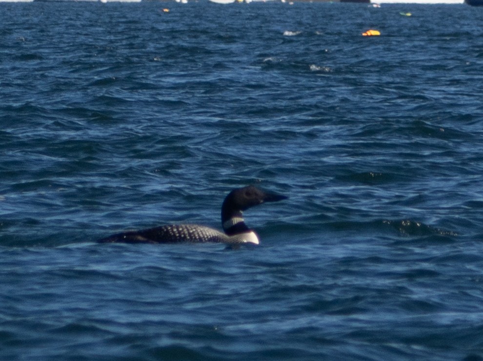 Common Loon - ML642805339