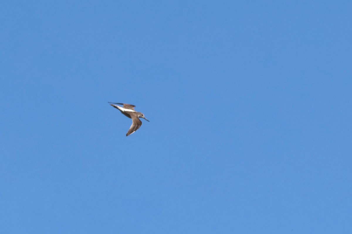 Common Greenshank - ML642805340