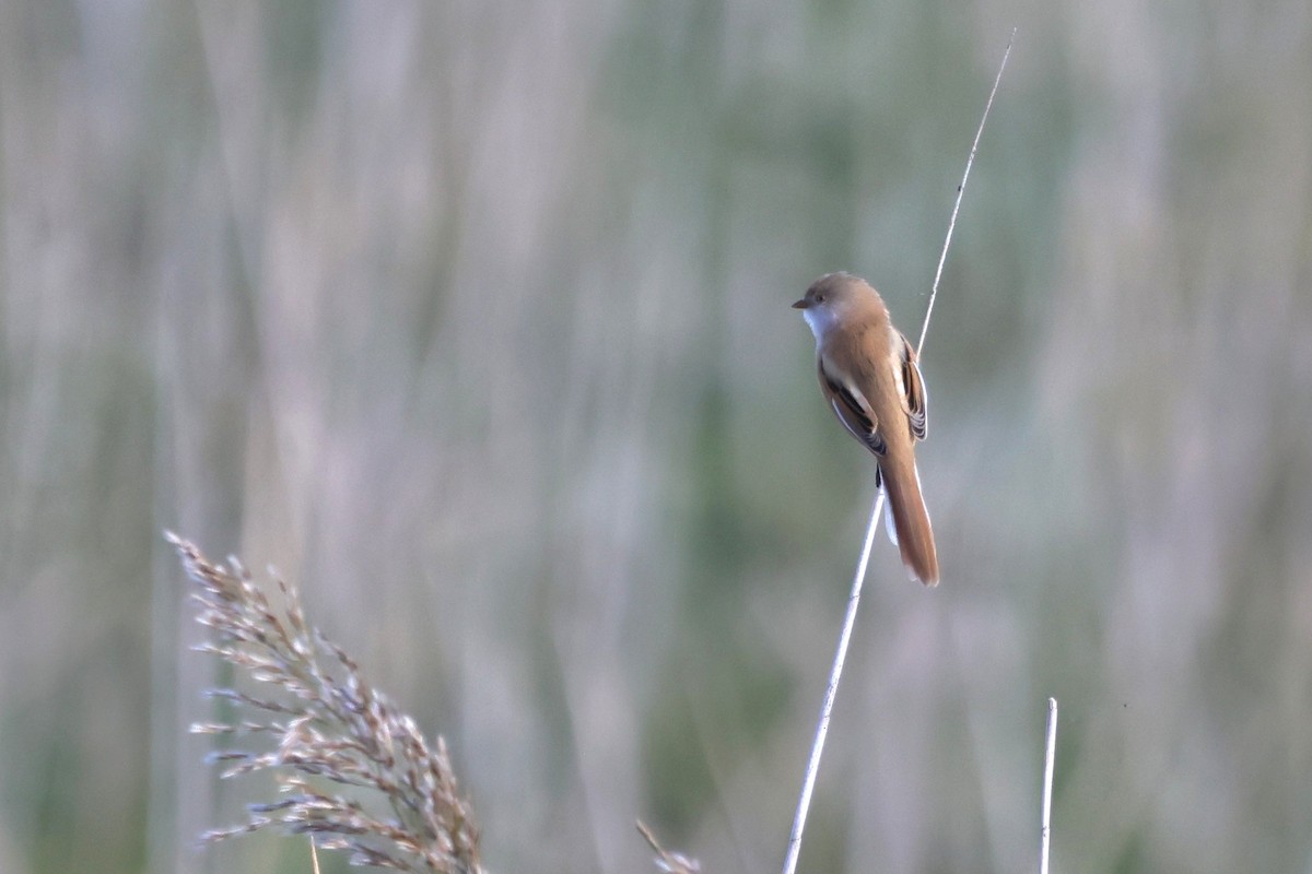 Bearded Reedling - ML642805342