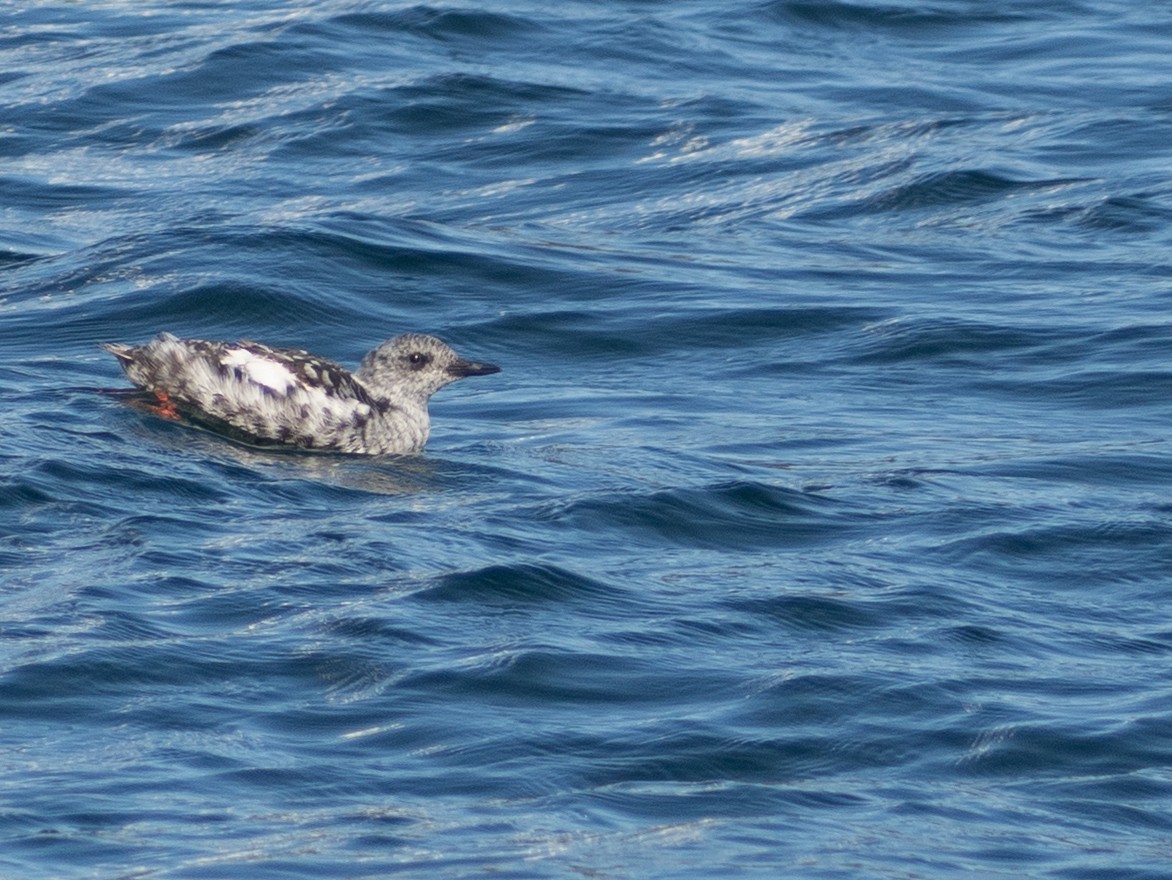 Black Guillemot - ML642805345