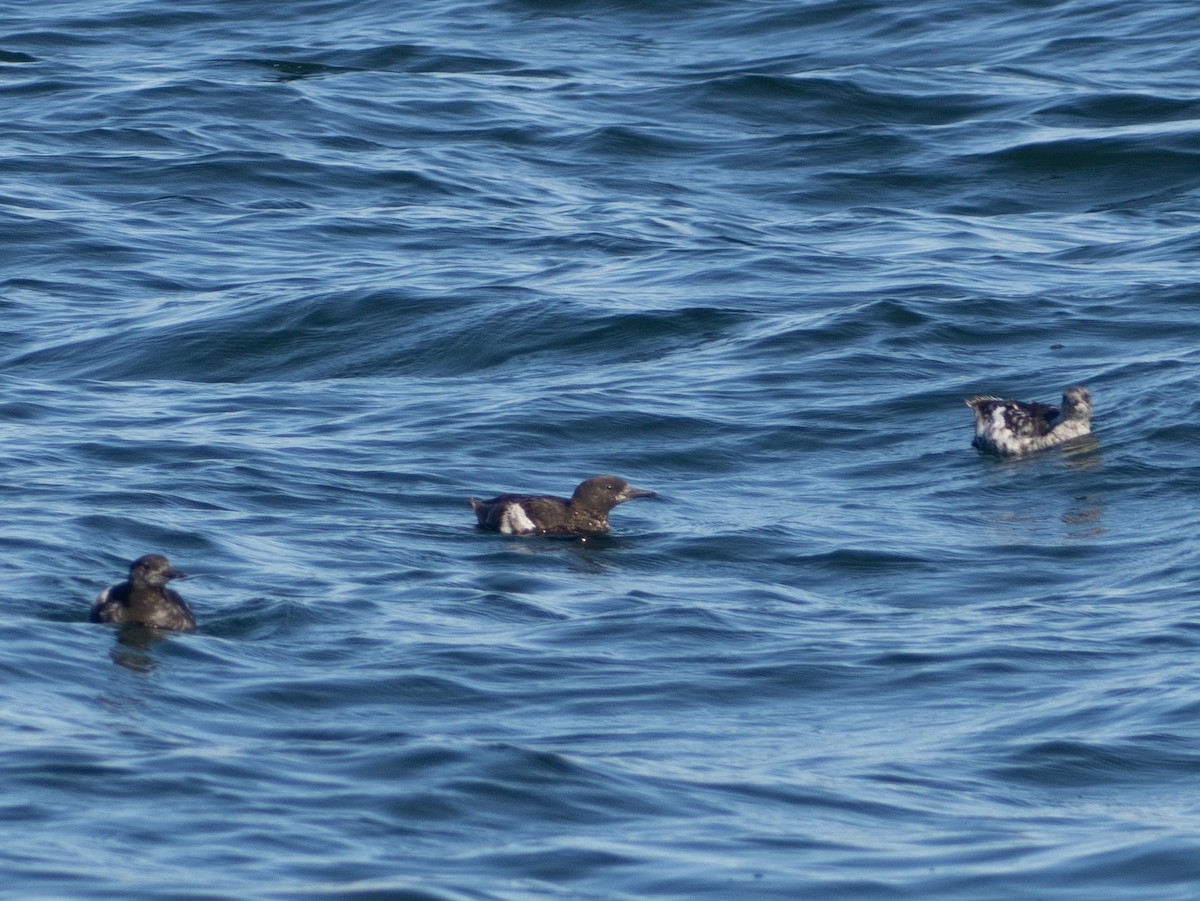 Black Guillemot - ML642805346