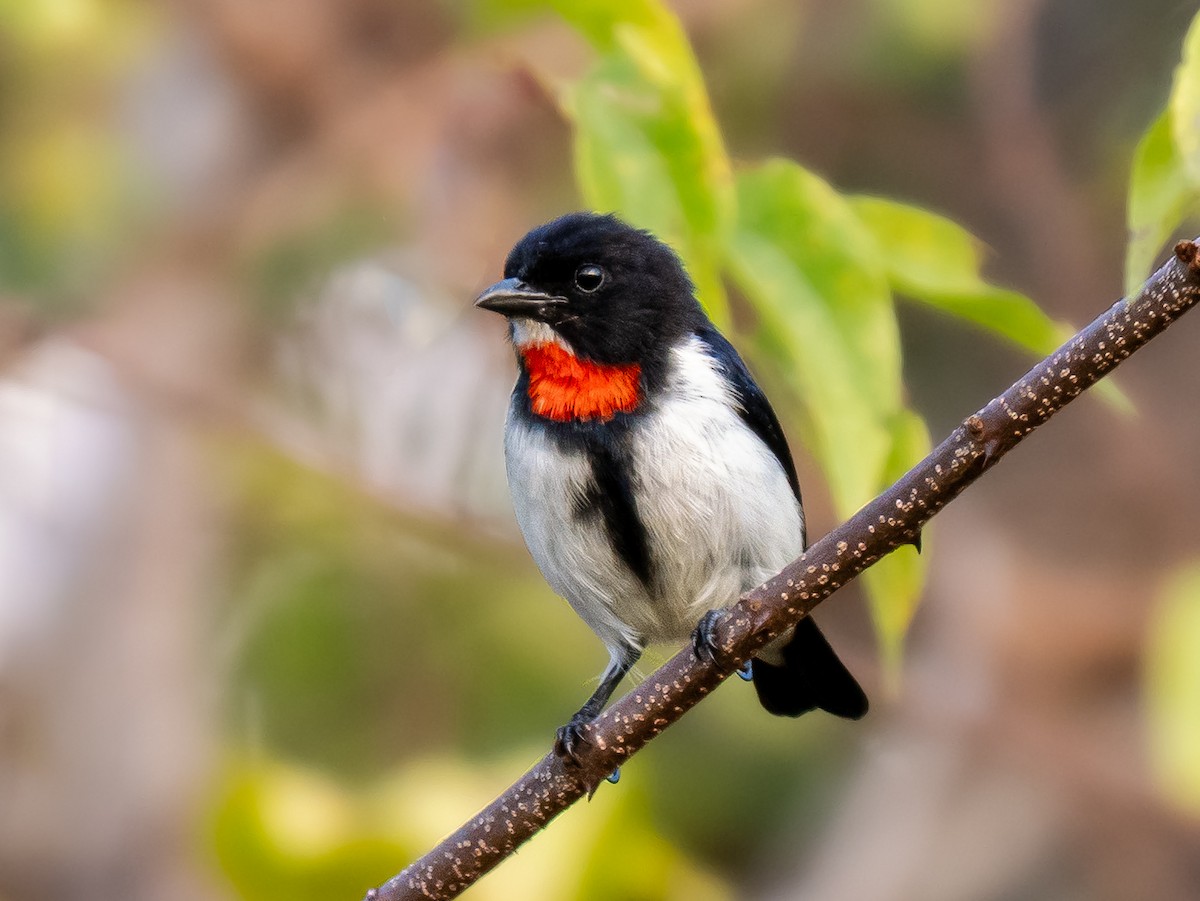 Red-chested Flowerpecker - ML642805351