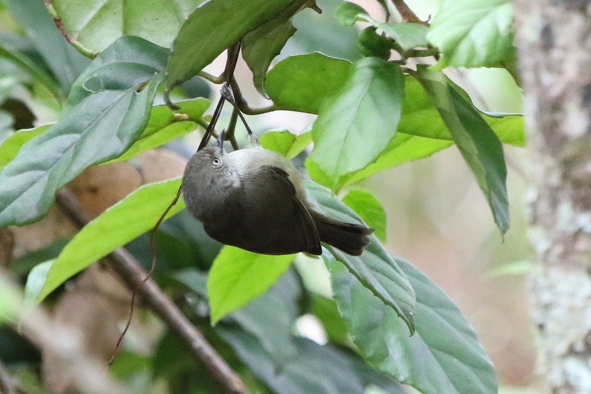 Mountain Thornbill - ML642805356