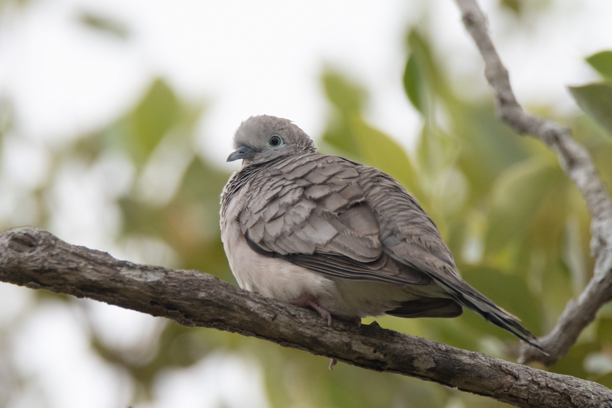 Peaceful Dove - ML642805361