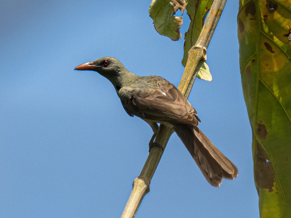 Timor Oriole - ML642805368