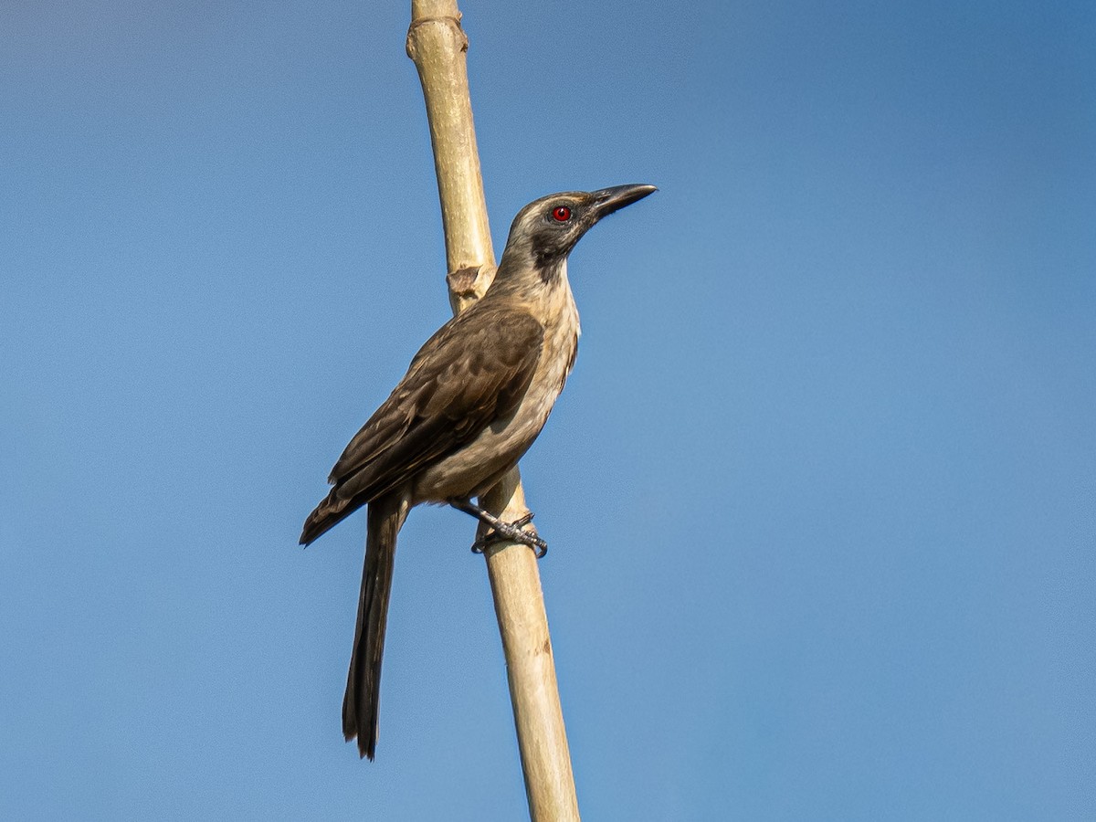 Timor Oriole - ML642805369