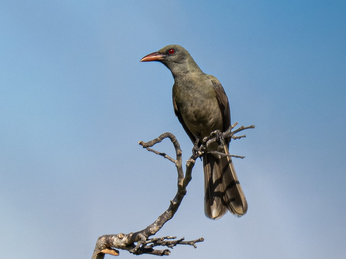 Timor Oriole - ML642805370