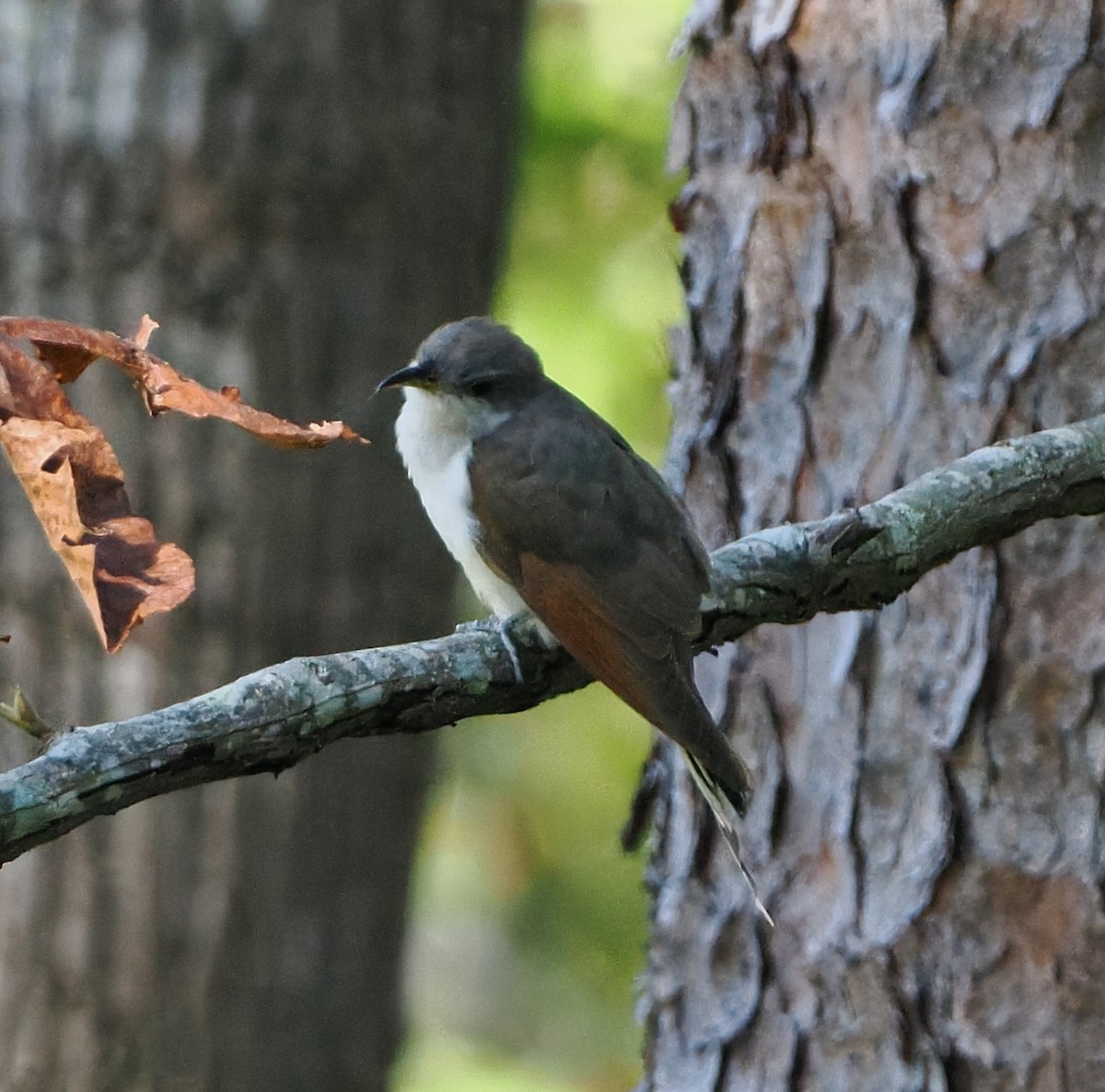 Yellow-billed Cuckoo - ML642805372