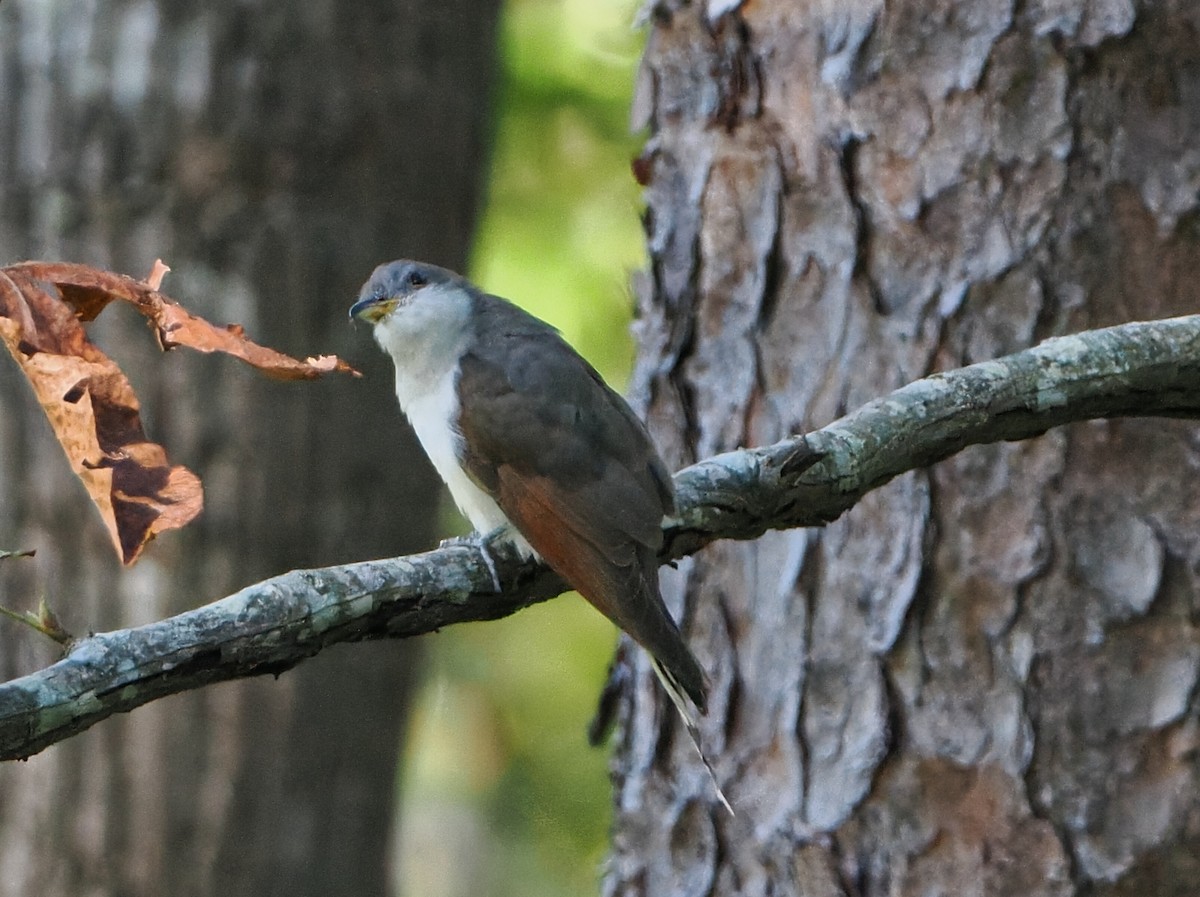 Yellow-billed Cuckoo - ML642805373