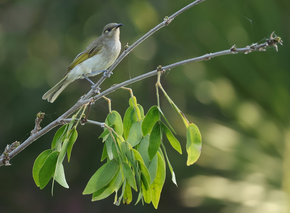 Brown Honeyeater - ML642805376