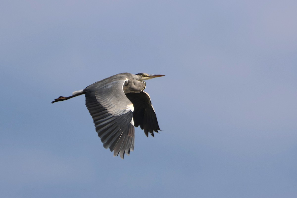 Gray Heron - ML642805377