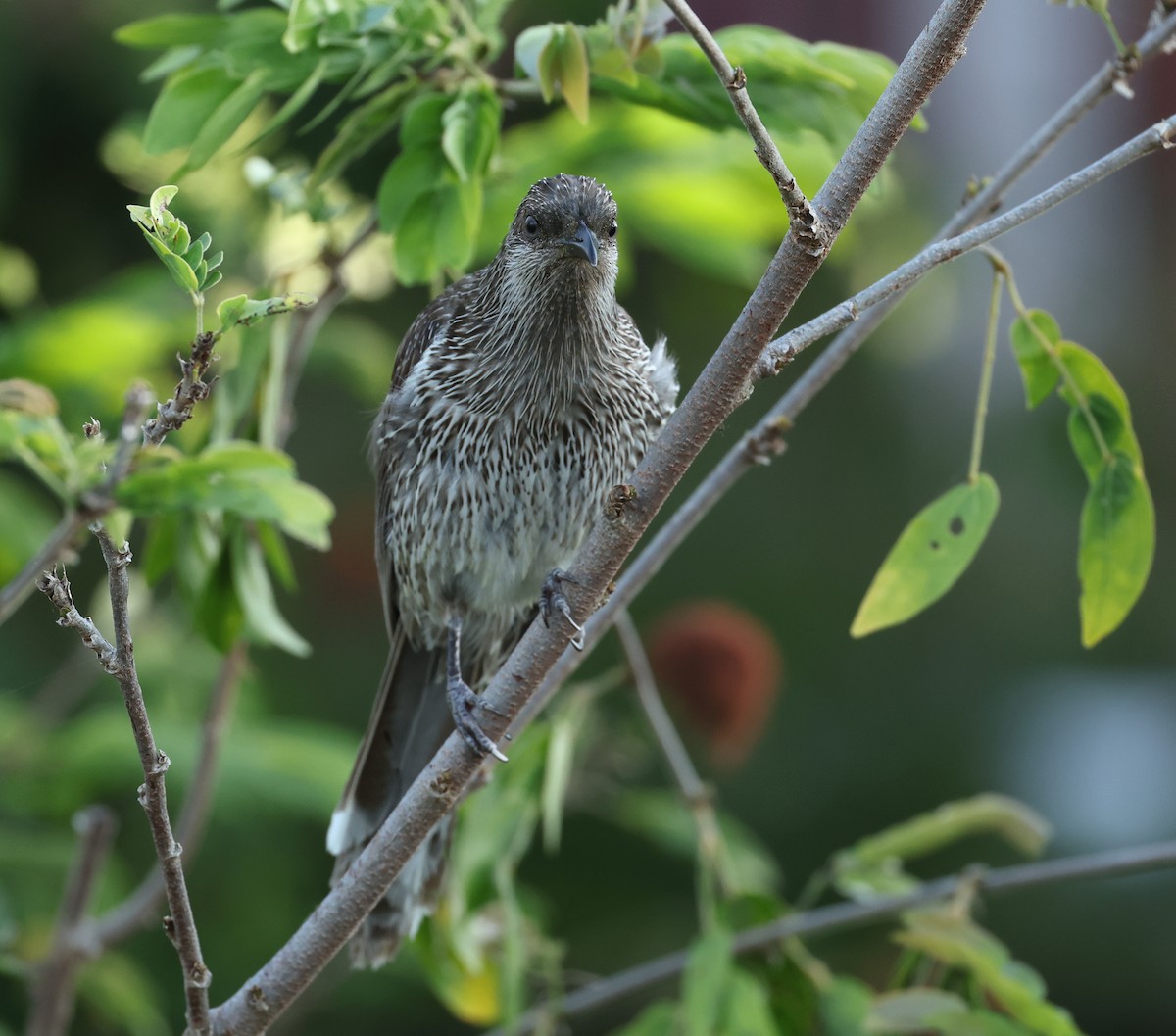 Little Wattlebird - ML642805378