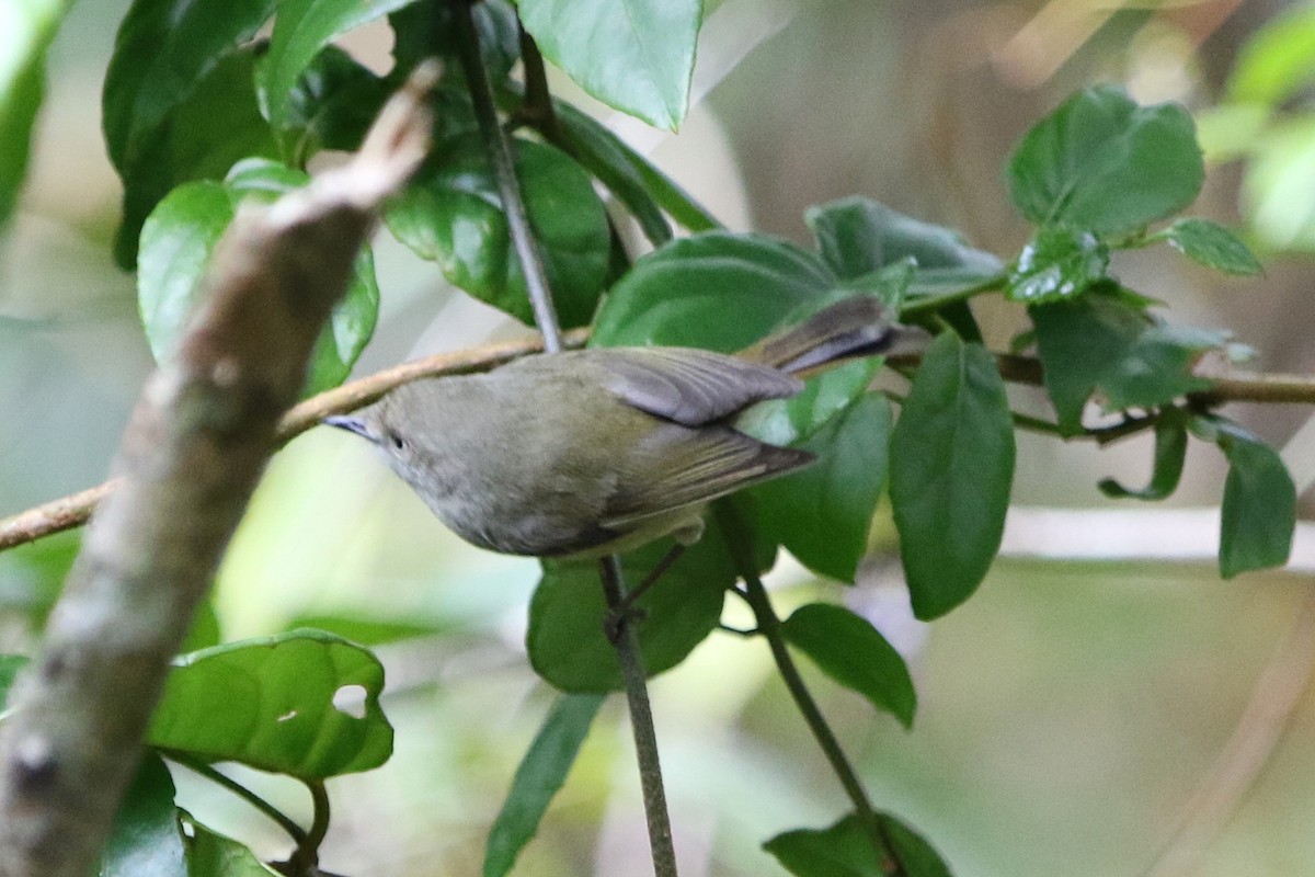 Mountain Thornbill - ML642805379