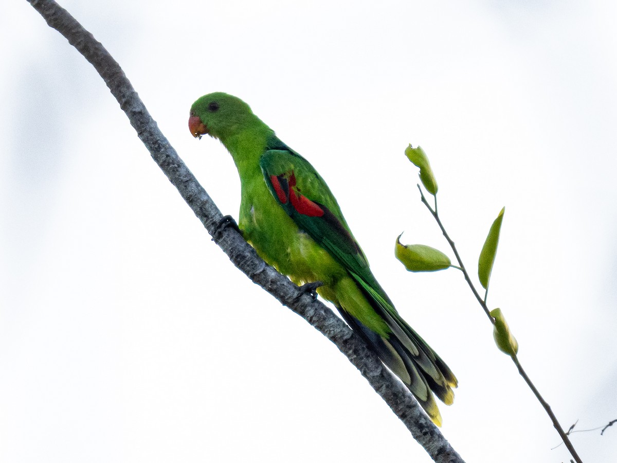 Olive-shouldered Parrot - ML642805382
