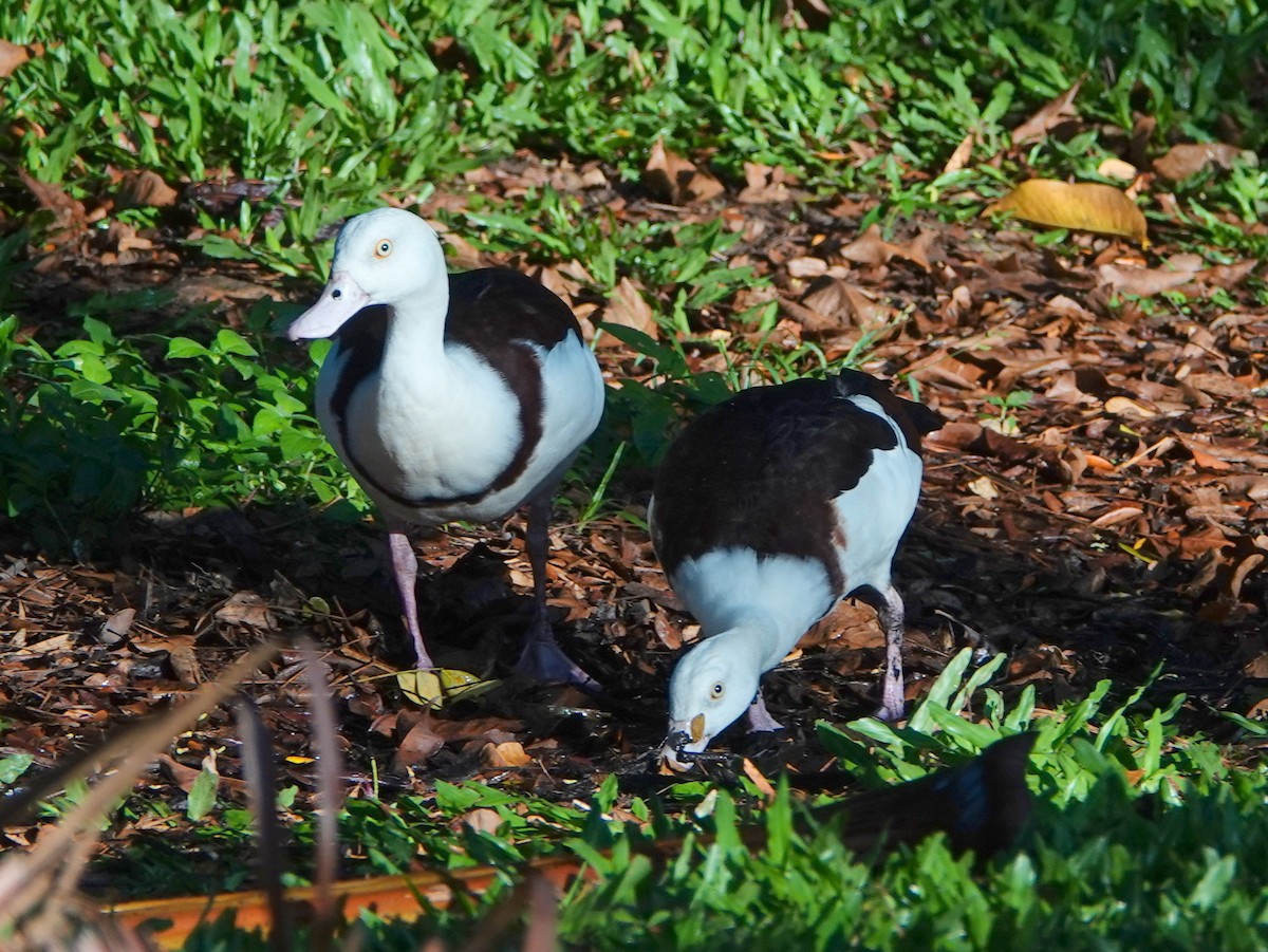 Radjah Shelduck - ML642805406