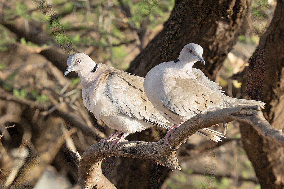 Mourning Collared-Dove - ML642805407