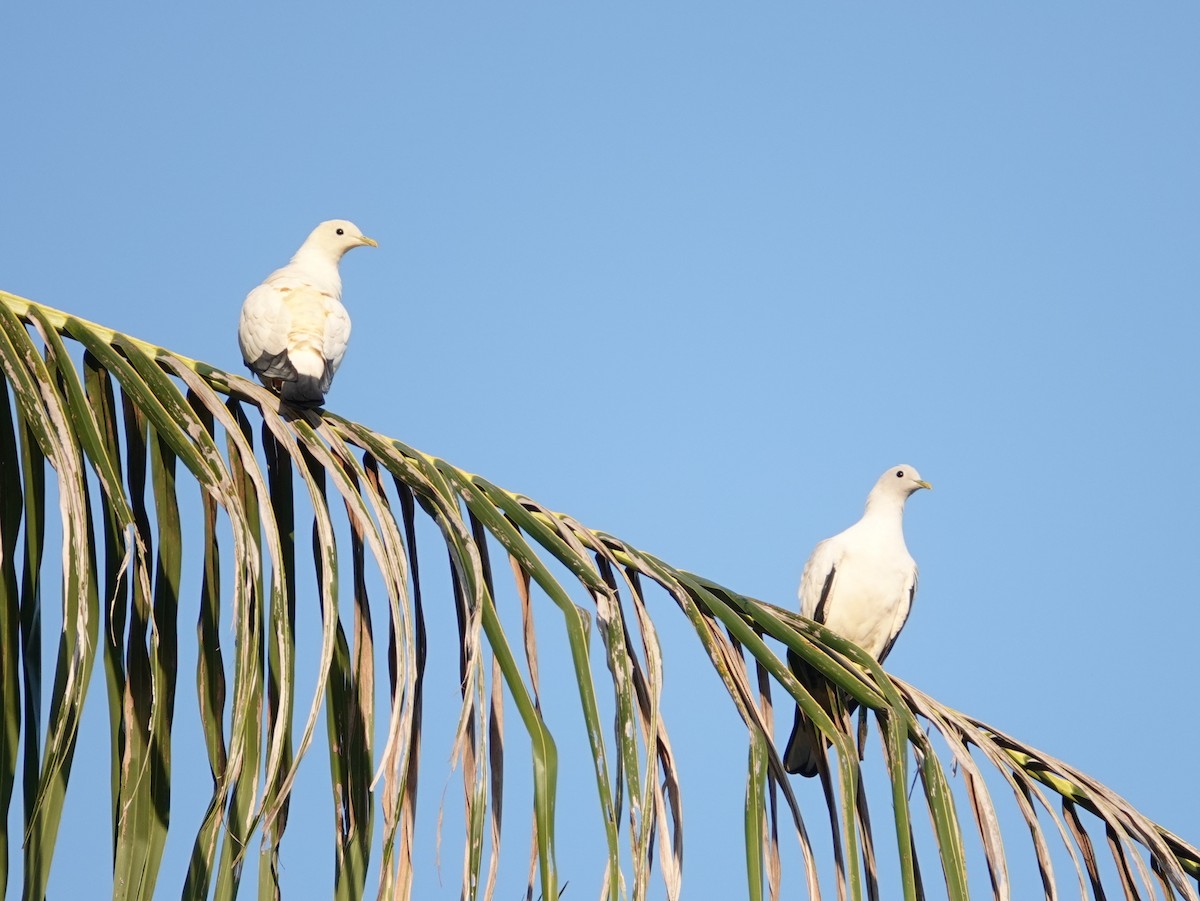Torresian Imperial-Pigeon - ML642805415