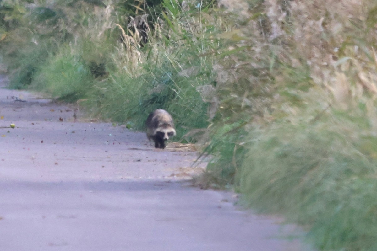 Mainland Raccoon Dog - ML642805416