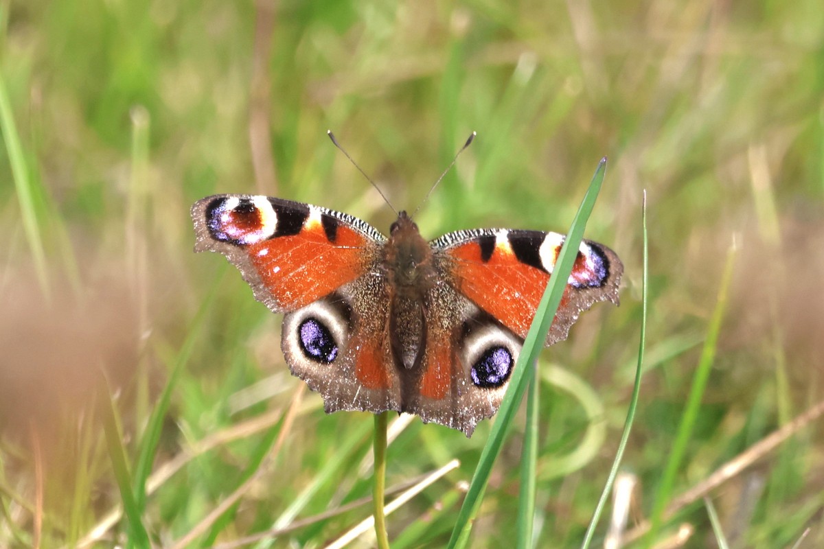 European Peacock Butterfly - ML642805417