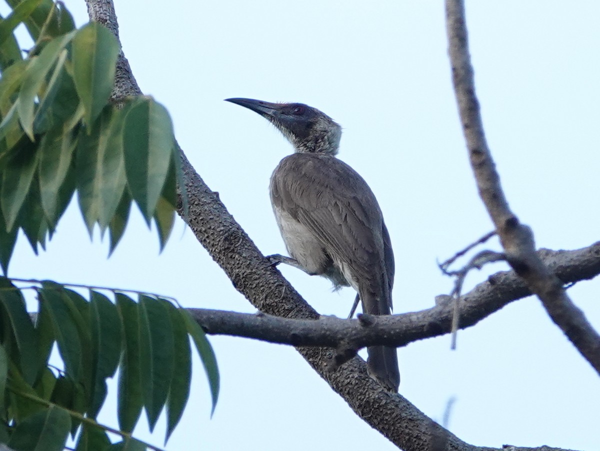 Silver-crowned Friarbird - ML642805419