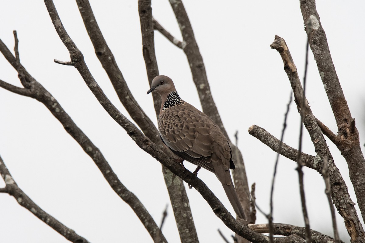 Spotted Dove - ML642805426