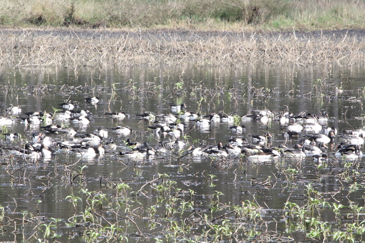 Magpie Goose - ML642805428