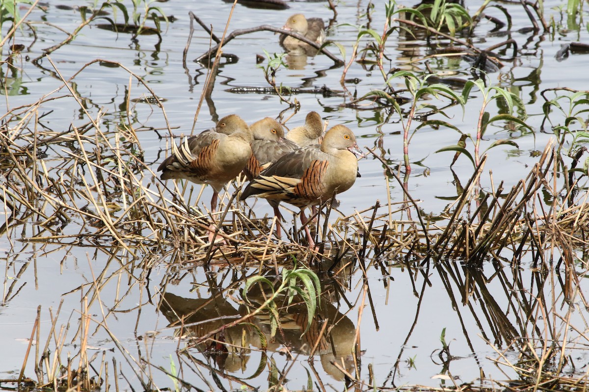 Plumed Whistling-Duck - ML642805438