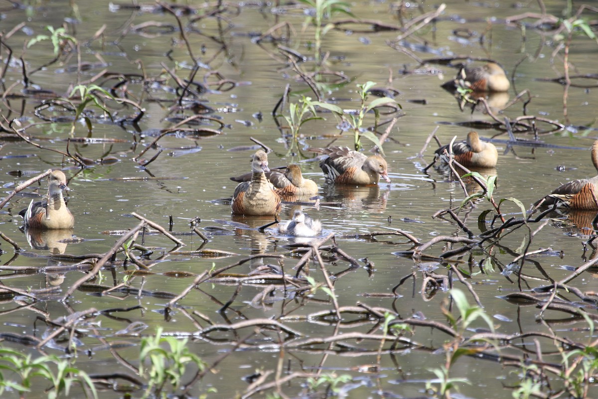 Australasian Grebe - ML642805447