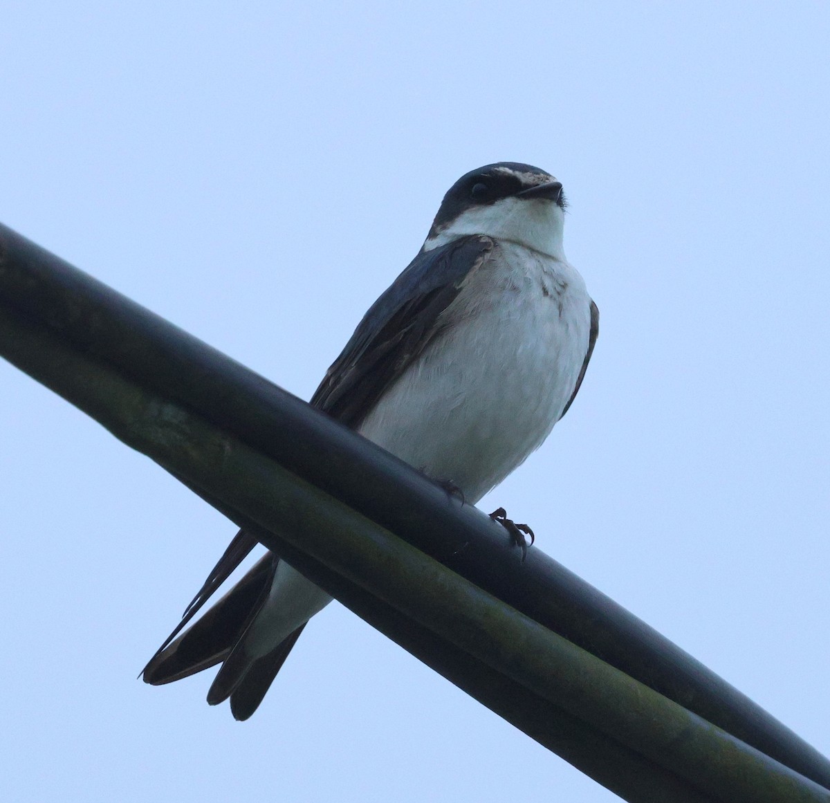 White-rumped Swallow - ML642805452
