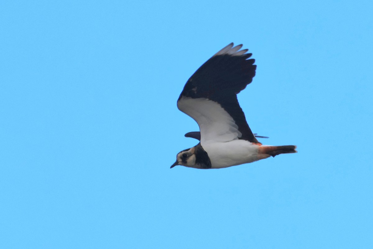 Northern Lapwing - ML642805459
