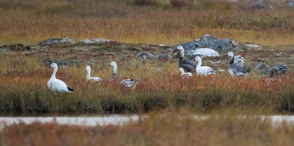 Snow Goose - ML642805481