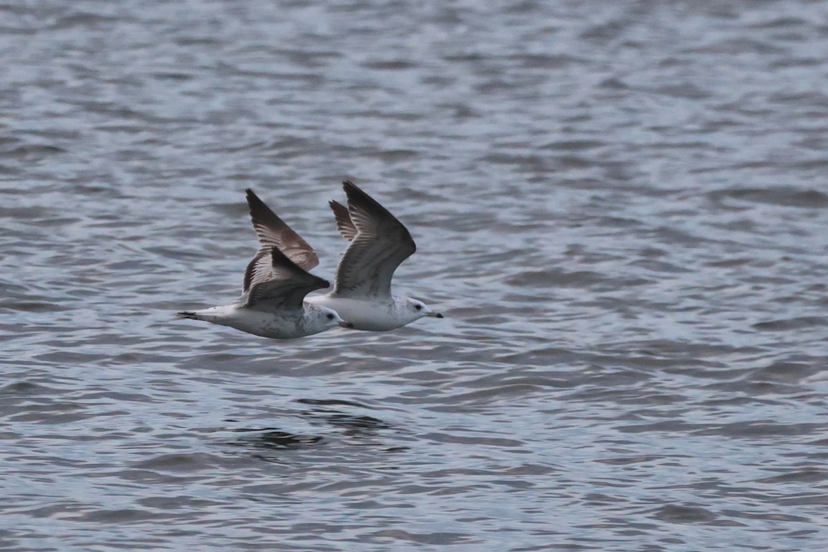 Common Gull - ML642805495