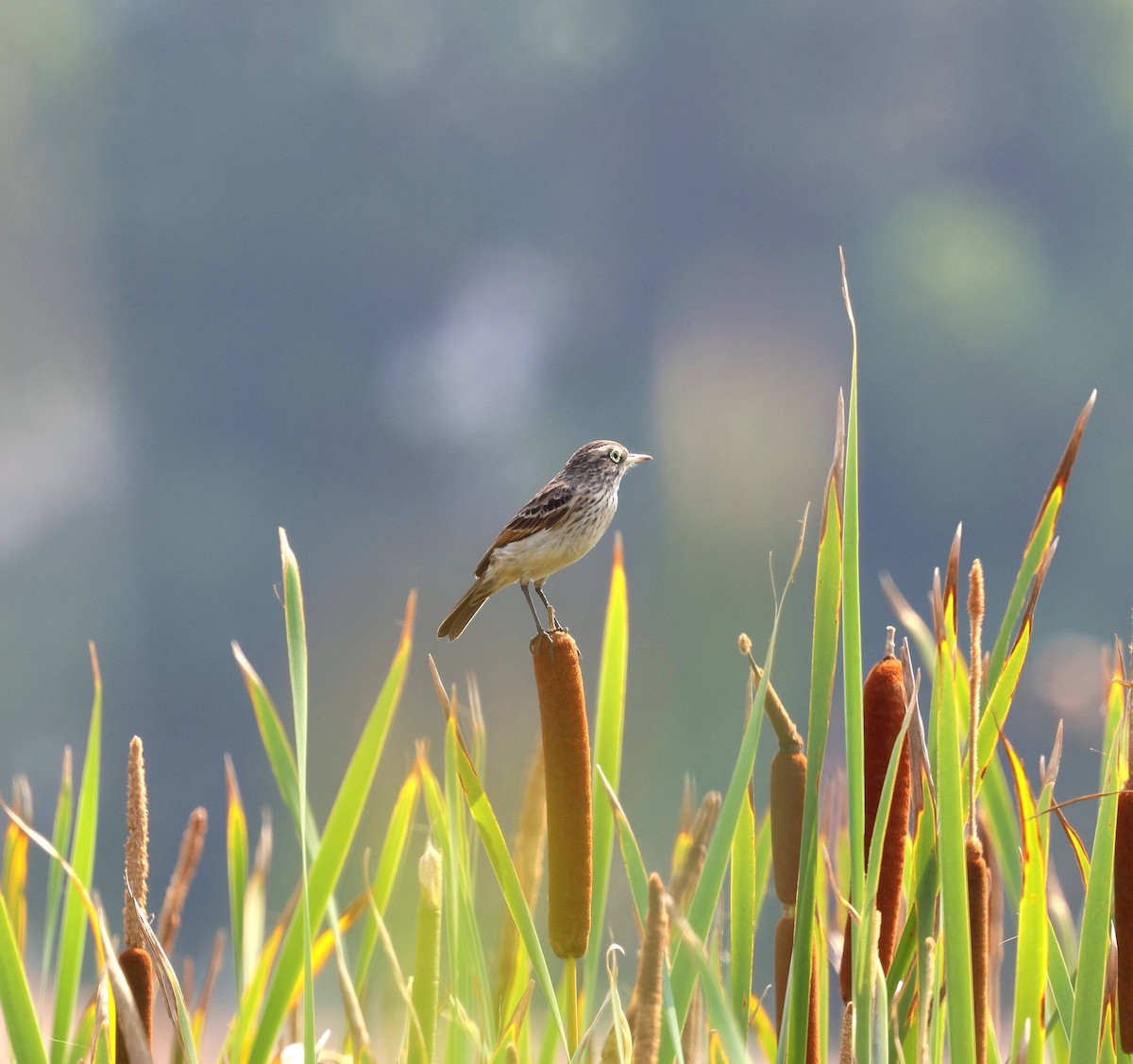 Spectacled Tyrant - ML642805502