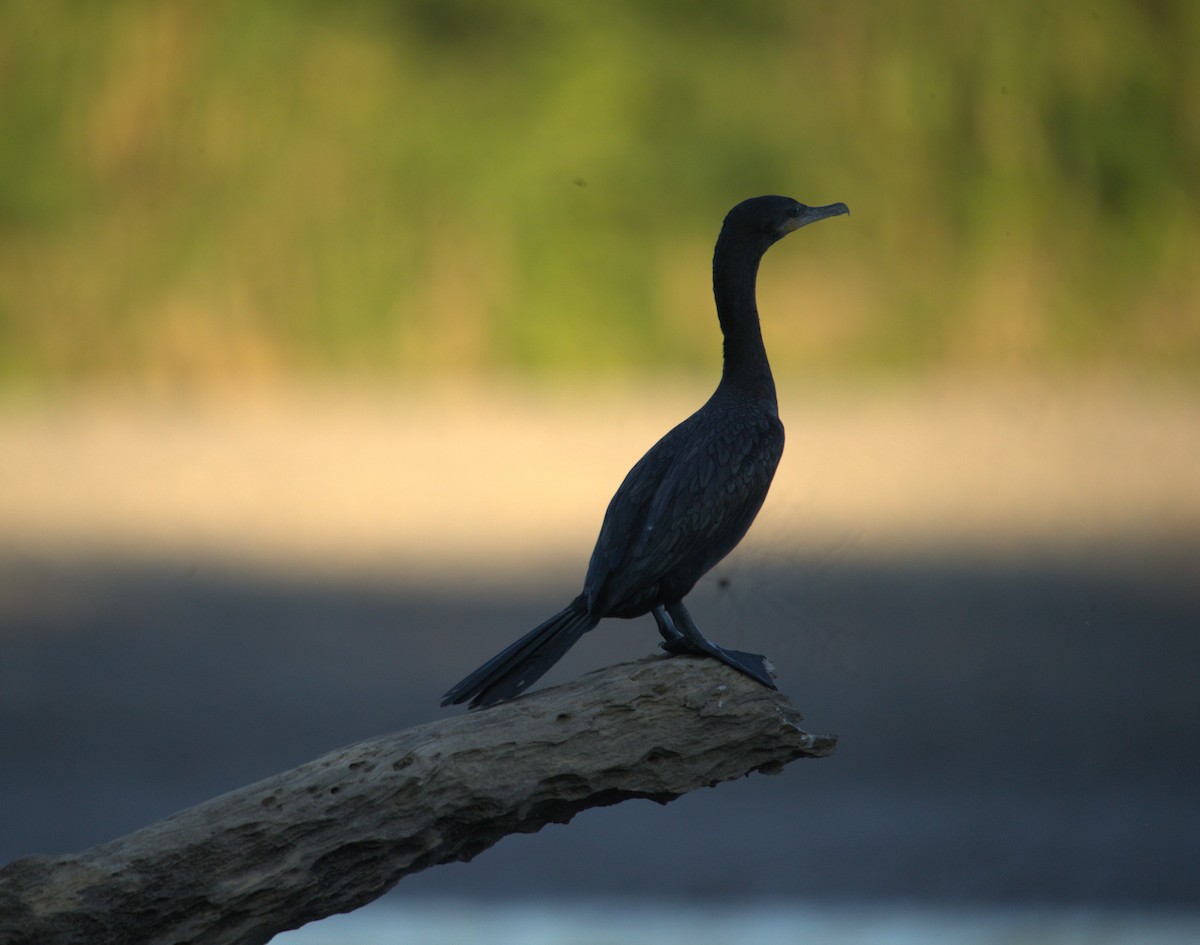 Neotropic Cormorant - ML642805511