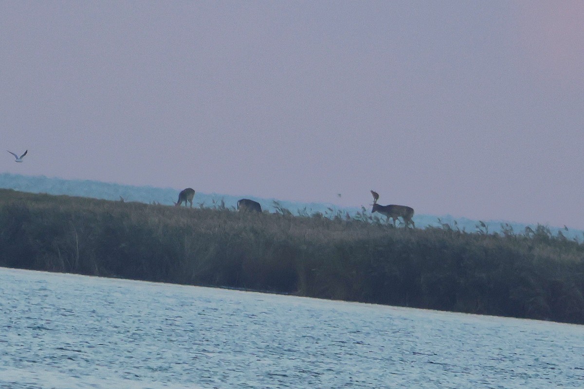 European Fallow Deer - ML642805512