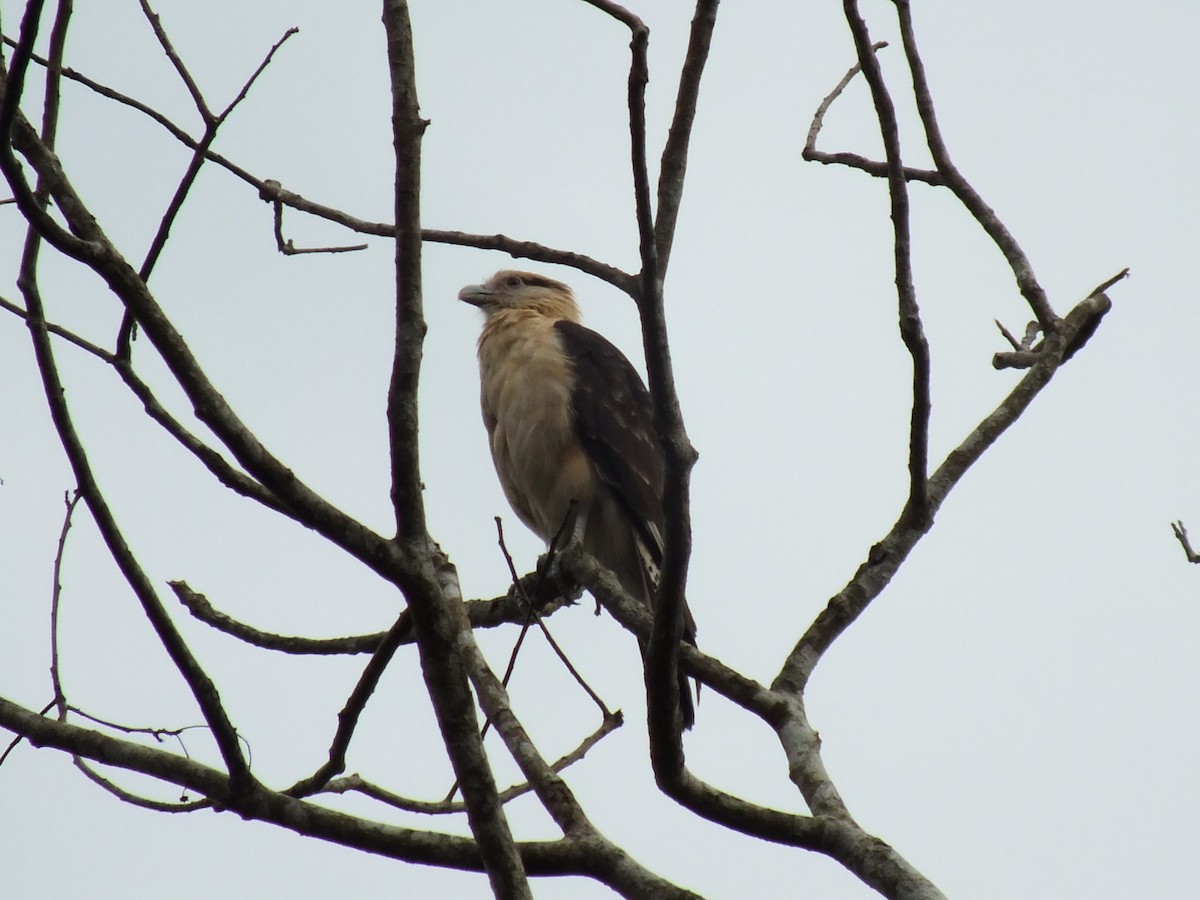 Yellow-headed Caracara - ML642805514