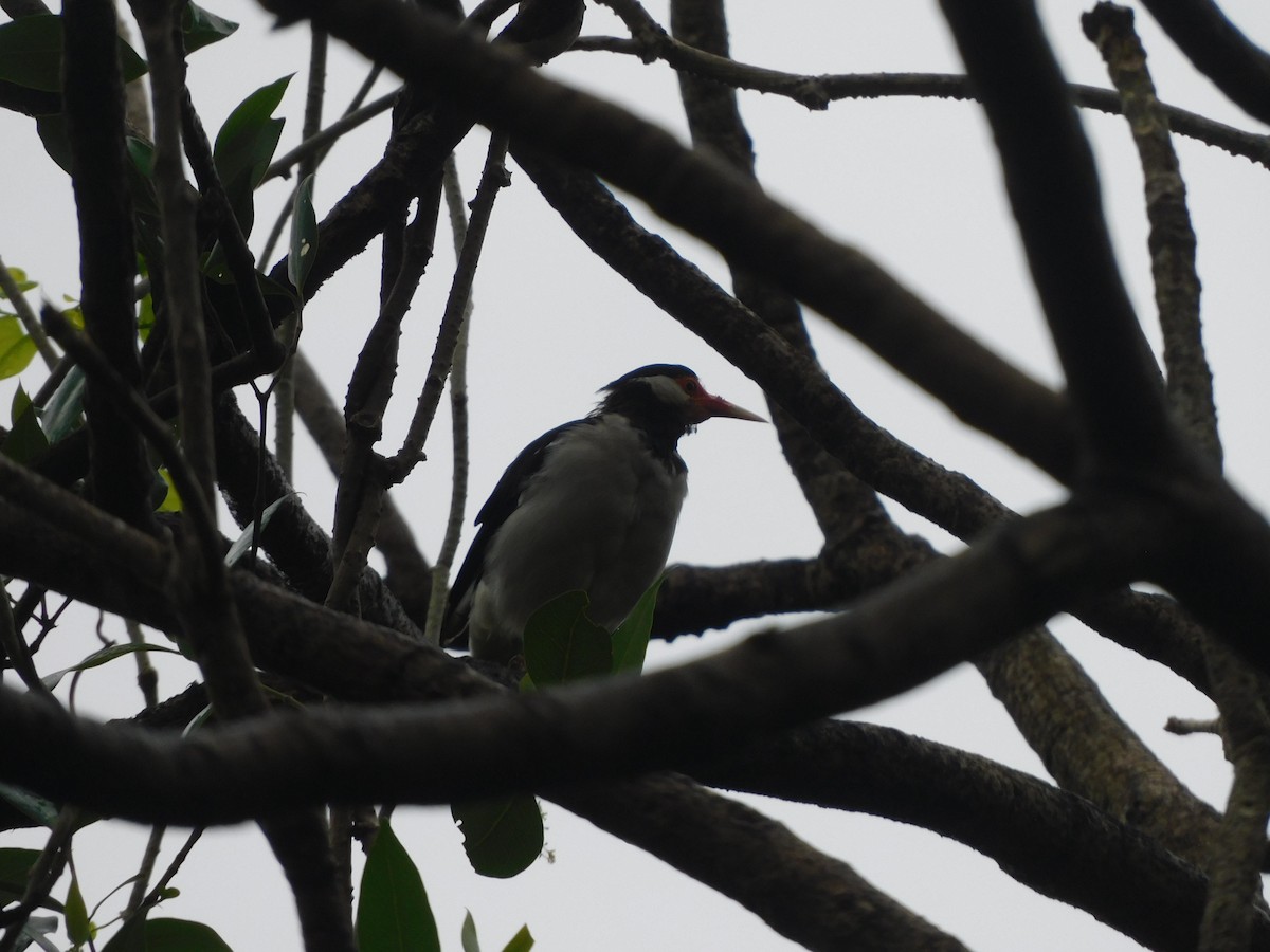 Indian Pied Starling - ML642805515
